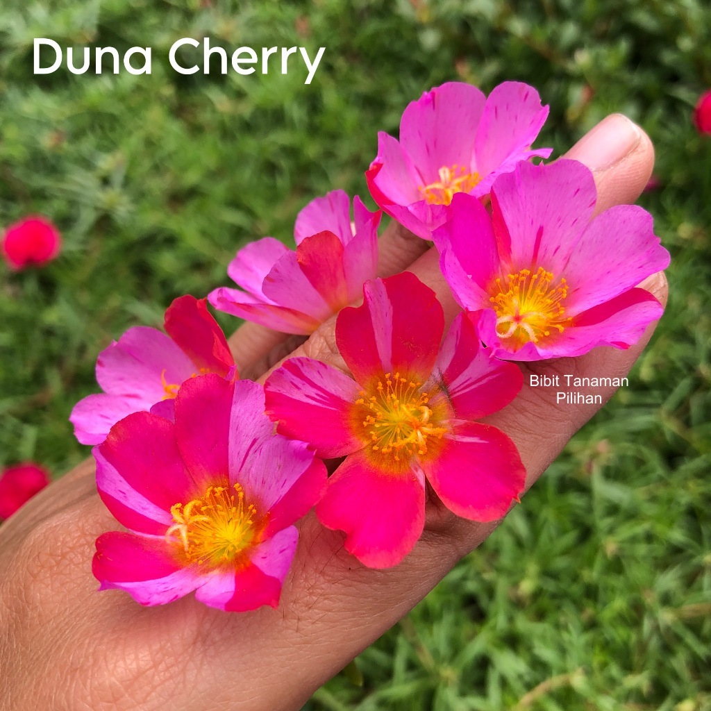 Bunga krokot duna cherry