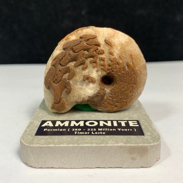 70Gr Fosil Ammonite Dragon - Natural Ammonite Full Suture Calcite
