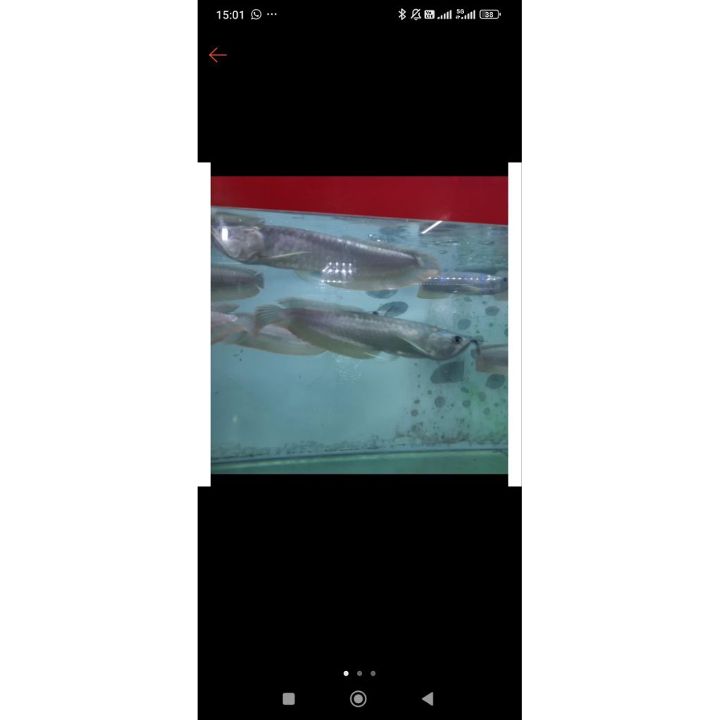 ikan arwana silver red 20cm