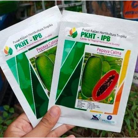 BENIH PEPAYA CALINA CALIFORNIA IPB  PKHT IPB ORlGlNAL DISKON