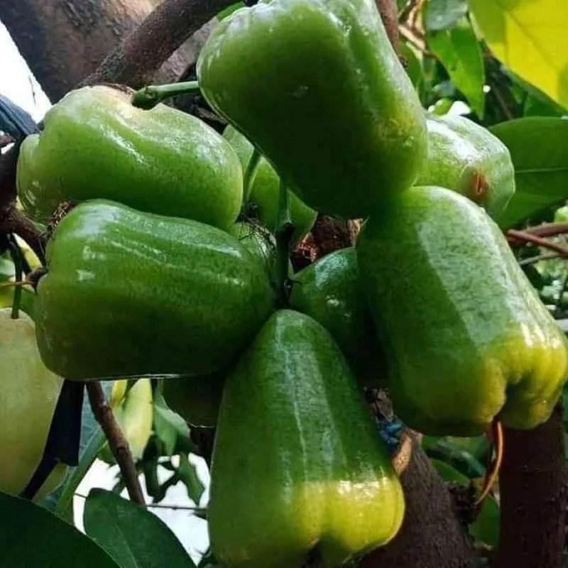 entres jambu air kiojok