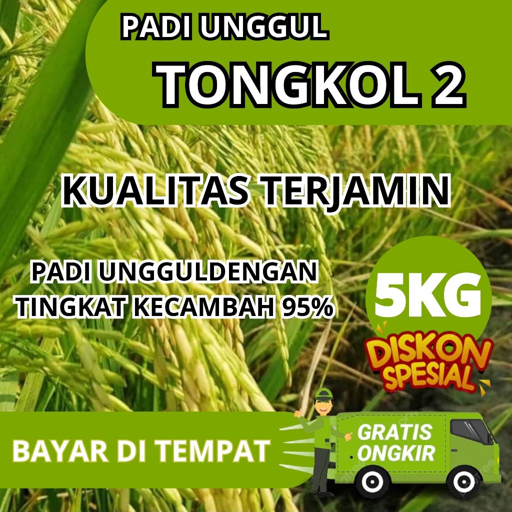 COD tongkol2 jumbo benih padi Galur lokal Aceh berkualitas.
