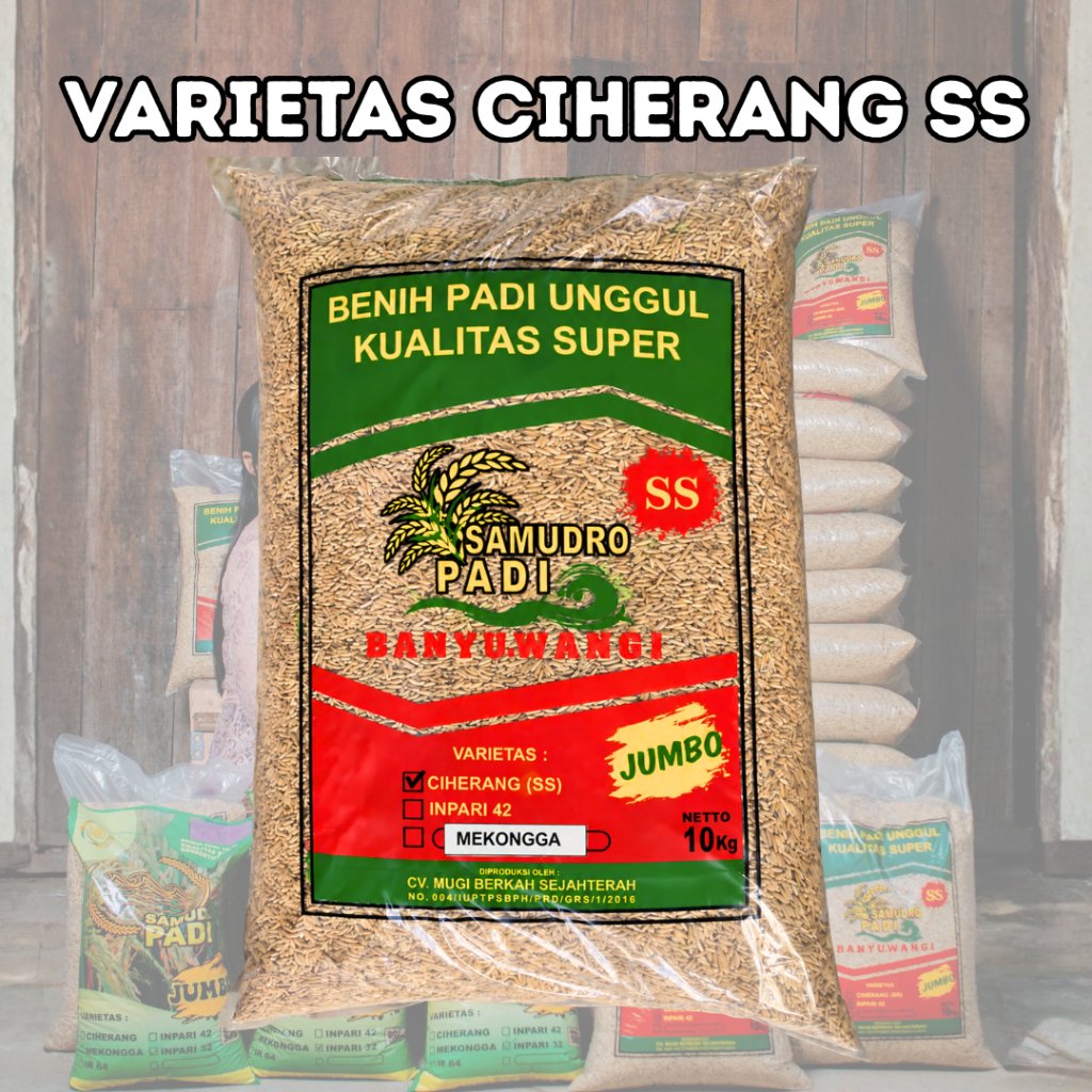 Benih Padi Samudro Padi Varietas Ciherang SS Jumbo - Kemasan 10 Kg