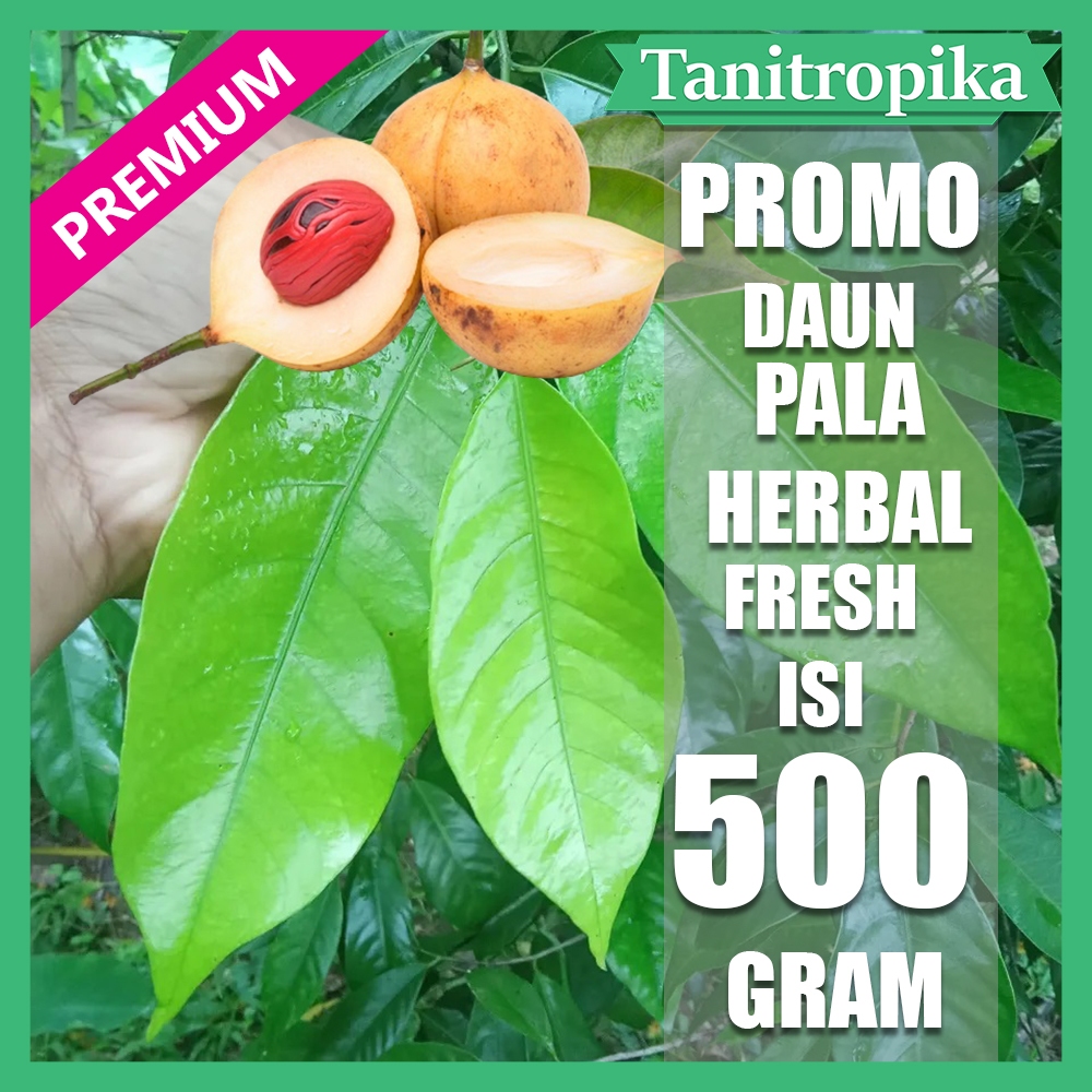 

Daun pala segar 500 gram herbal alami tani tropika