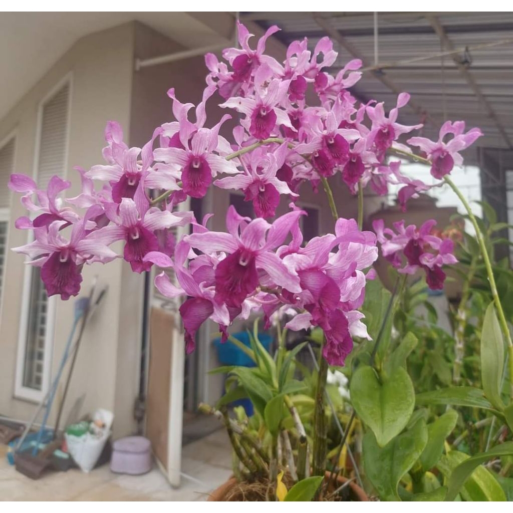 Dendrobium Inaraya Red (knop)