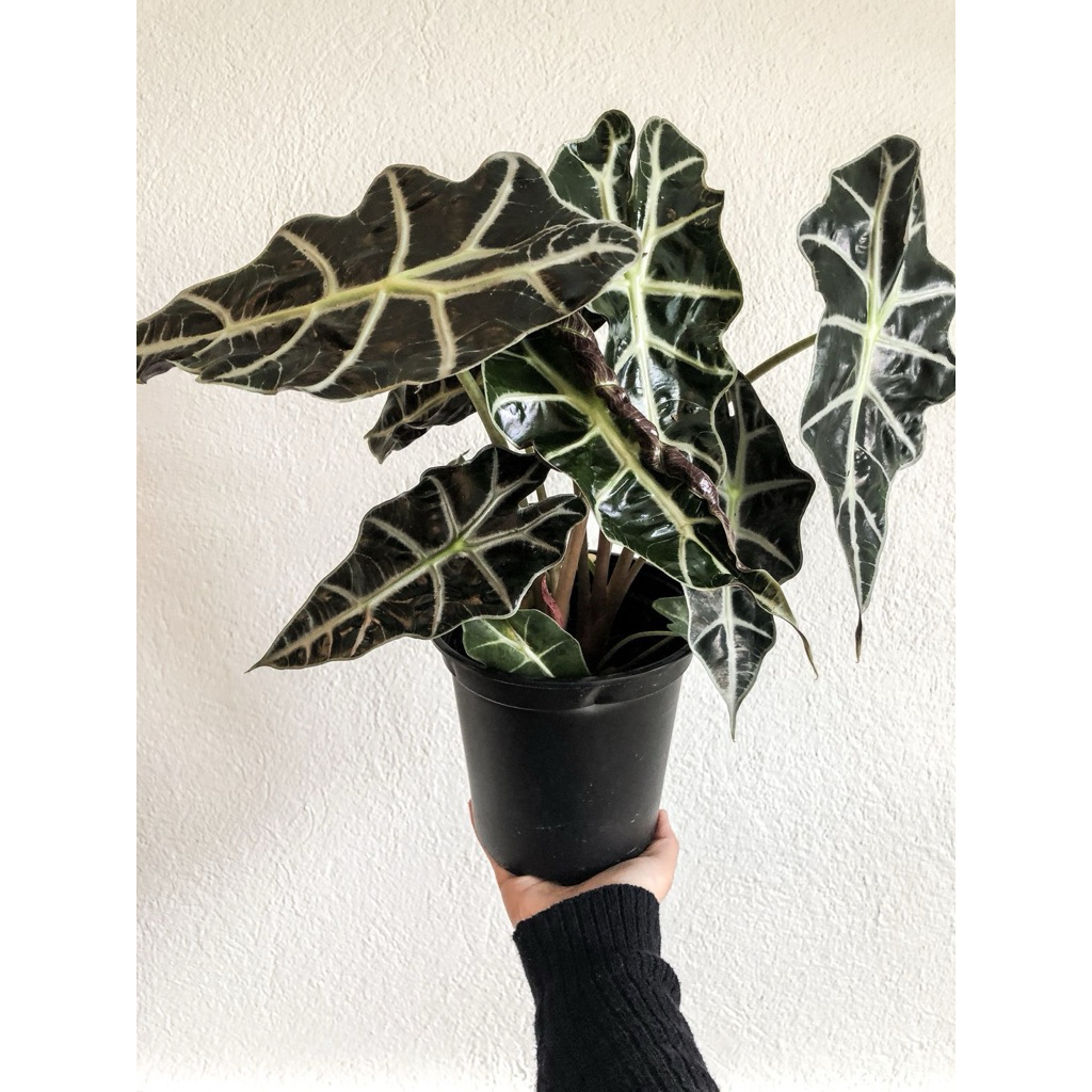 Tanaman Hias Keladi Amazon / pohon hias Keladi amazon - bibit (Tanaman hias hidup indoor murah besar