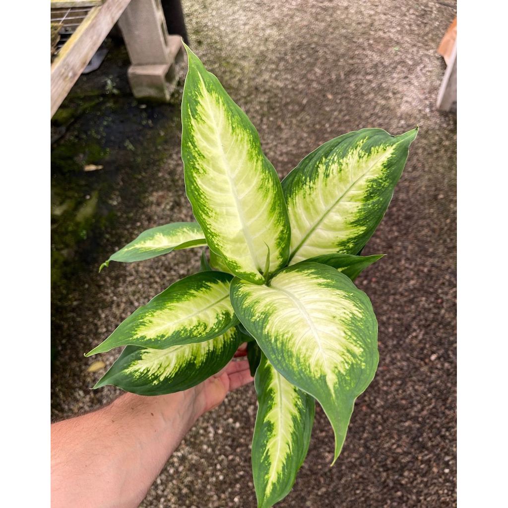 Aglonema Diven Tisu/ Blanceng tisu (tanaman hidup-bunga hidup Besar Rimbun murah-kembang hias asli)