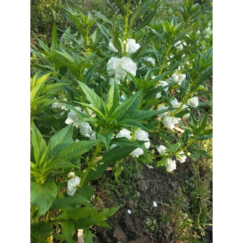 bibit benih bunga pacar air tumpuk