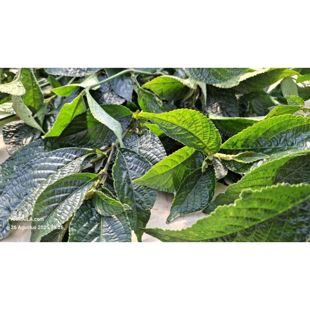 

Daun Kejibeling Segar Pecah Beling Keji Beling Per 50 Lembar Obat Herbal