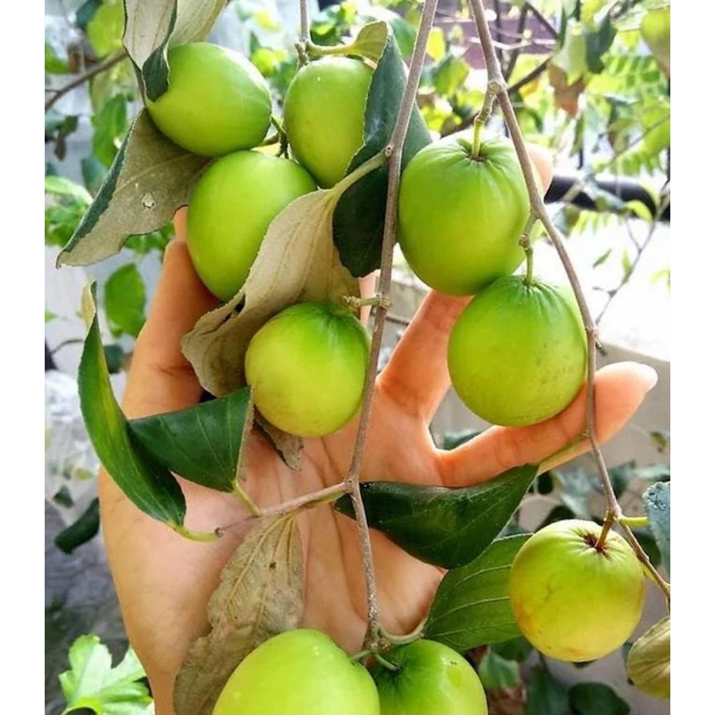 

apel futsa sudah berbunga berbuah