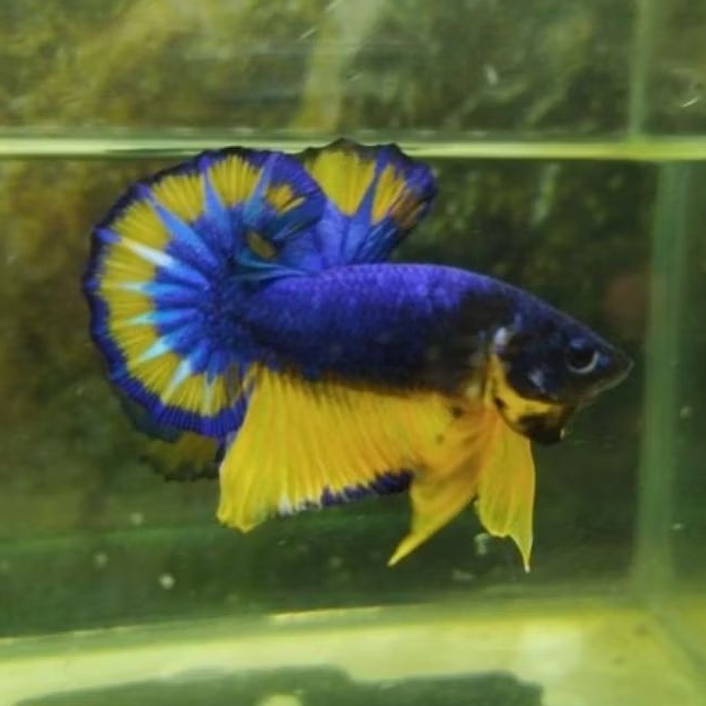 

Variasi Mustard Gas, Yellow Fancy Male