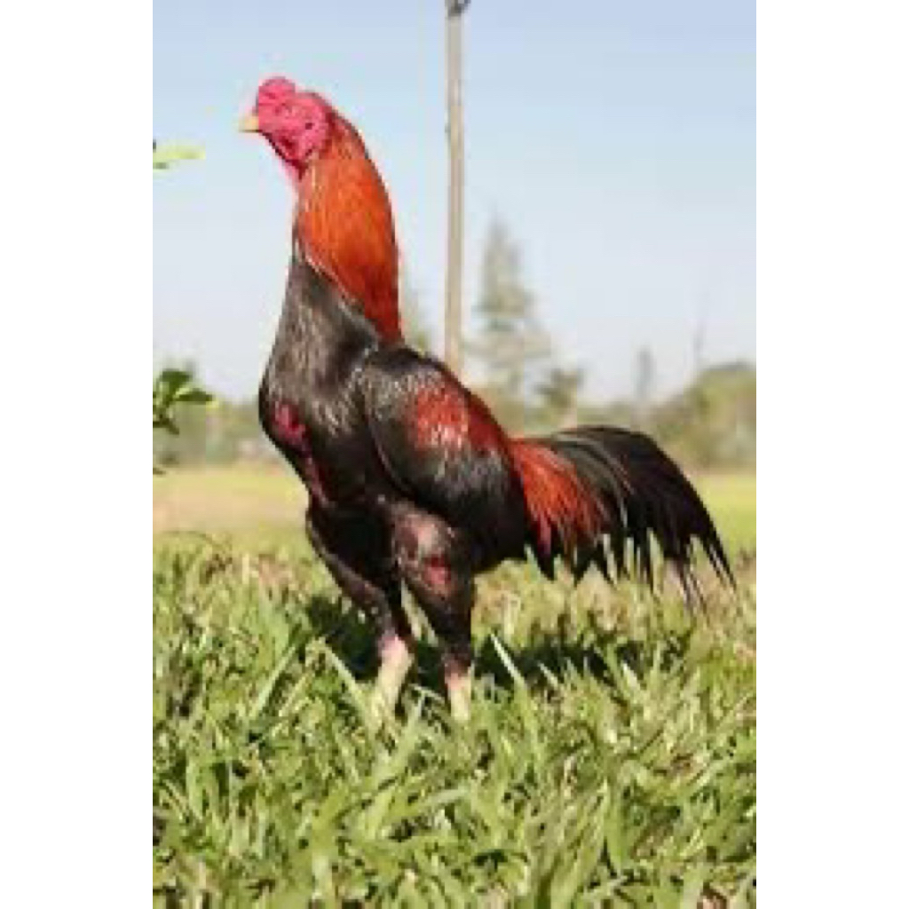 

TELUR FERTIL AYAM BANGKOK AKA UNTUK