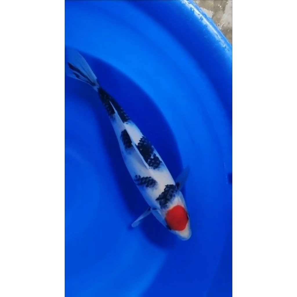 Ikan Koi Blitar Tancho Showa HQ Male 42cm