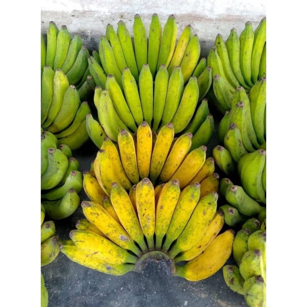 

pisang raja super gde per 1 sisir