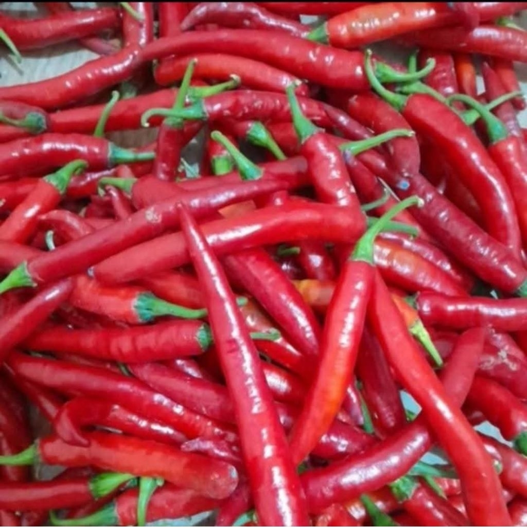 

Lombok besar Fress murah/cabe besar/bumbu dapur lombok/cabe merah besar