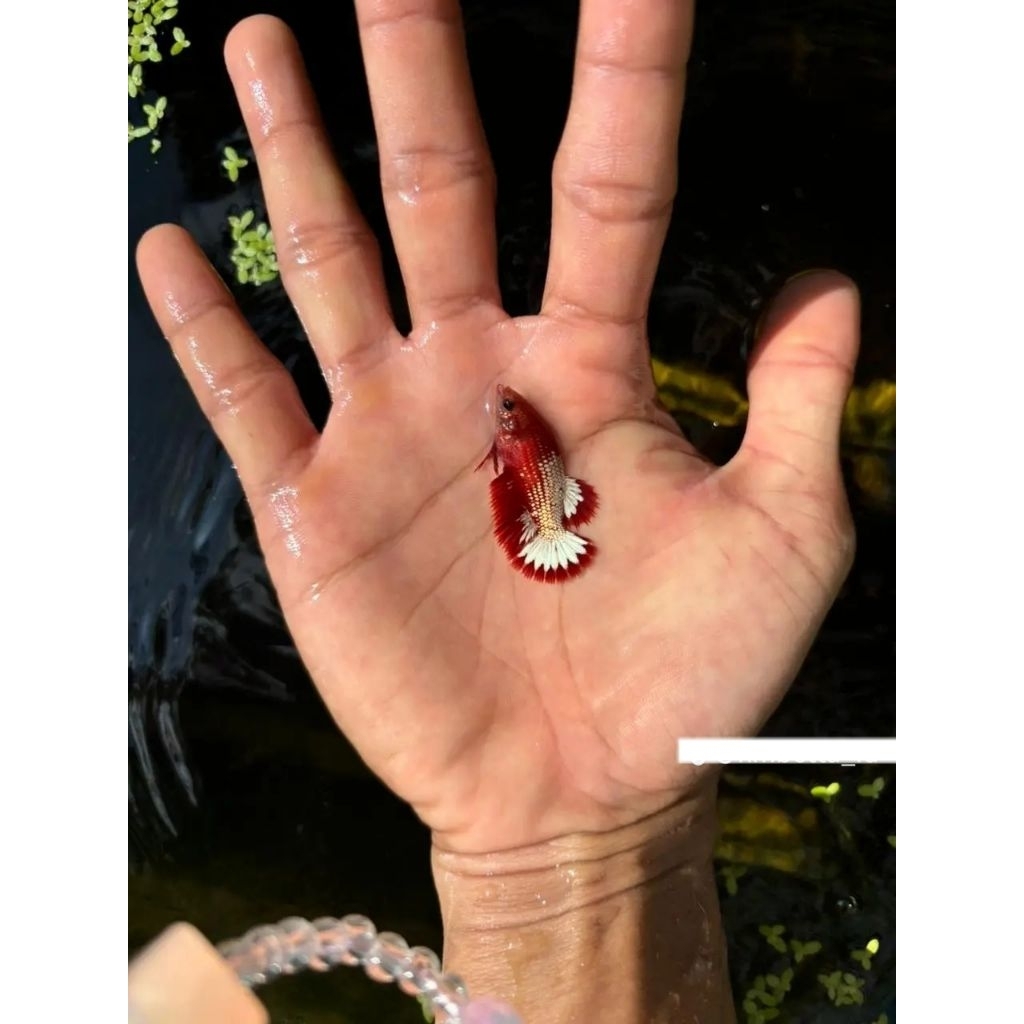 BETINA FCCP RED USIA 5 BULAN,WARNA CERAH