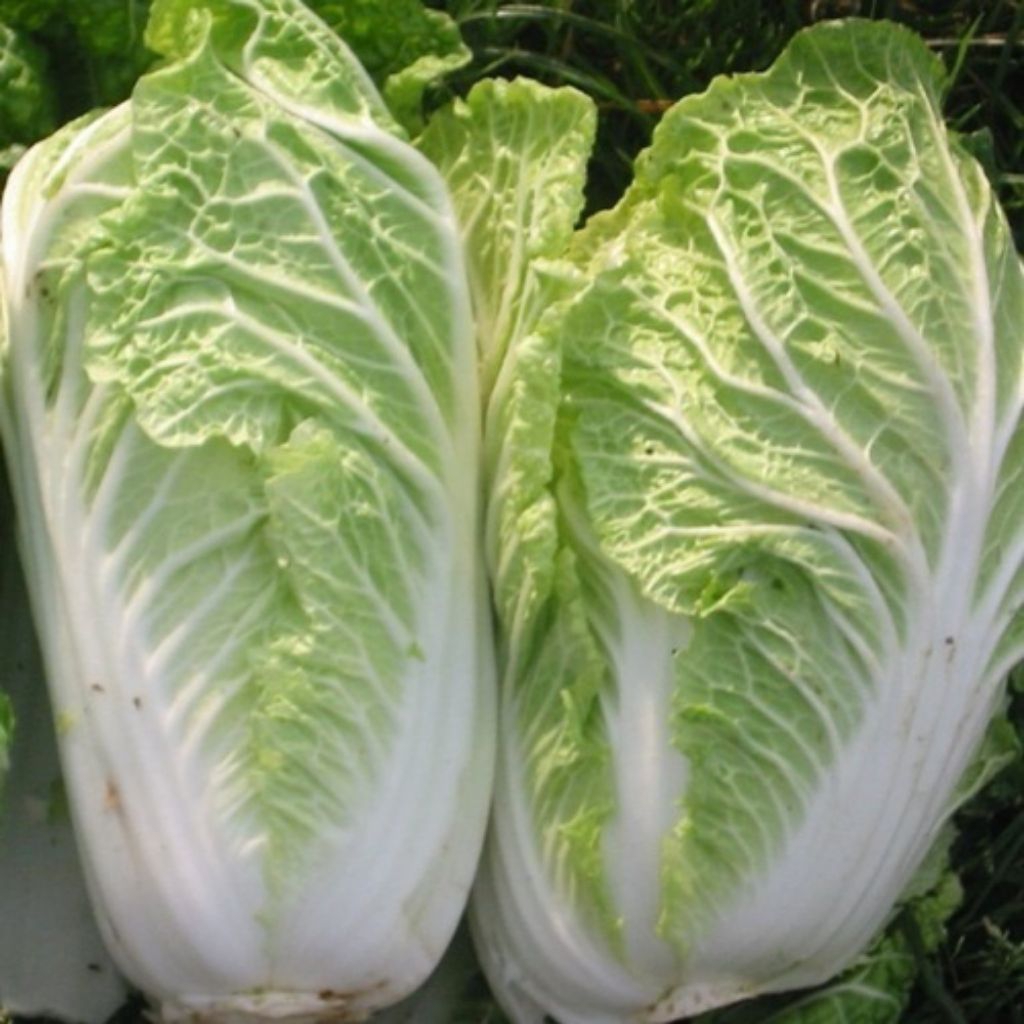 

Benih sawi putih (isi 5 gram)