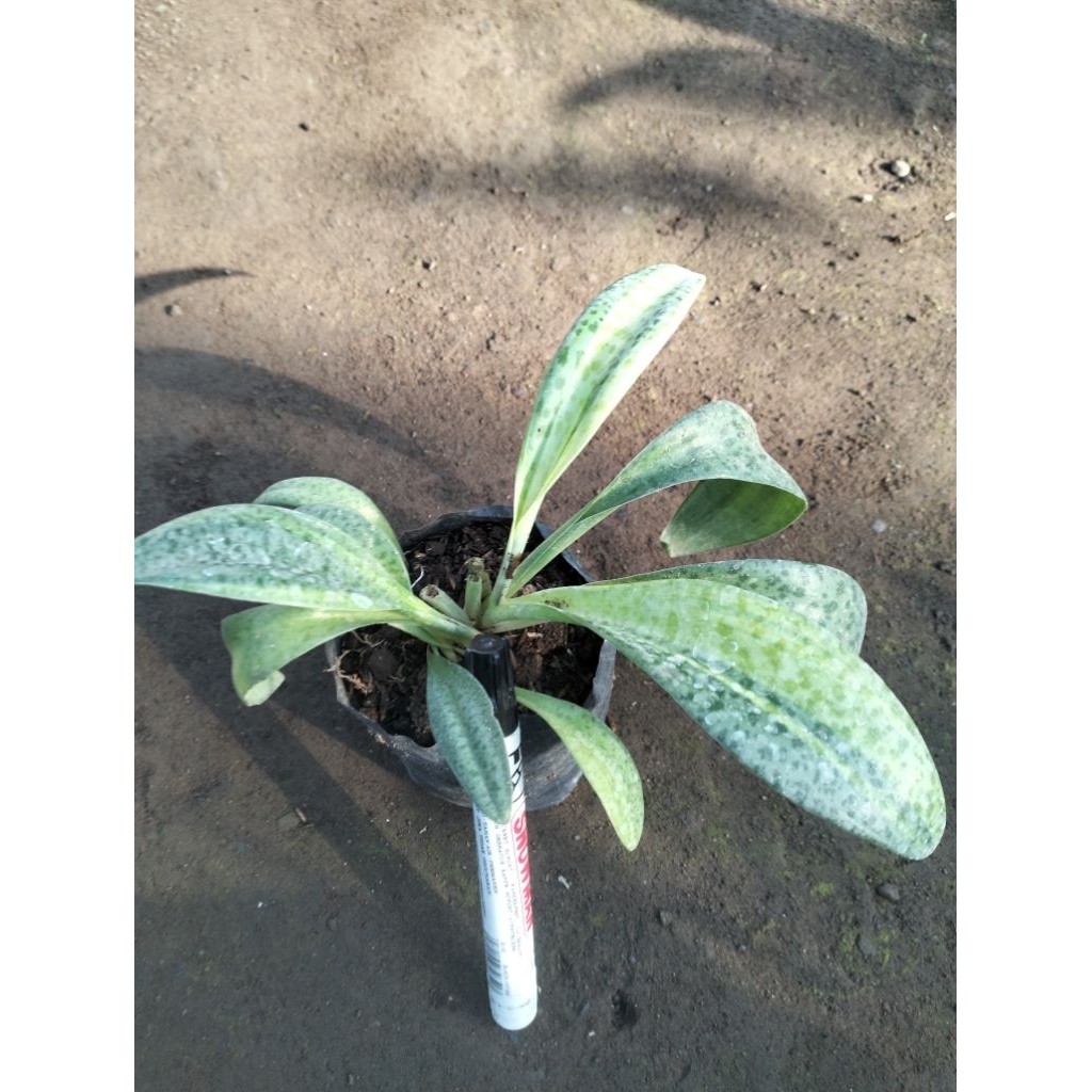 Peperomia Katak Varigata Anakan