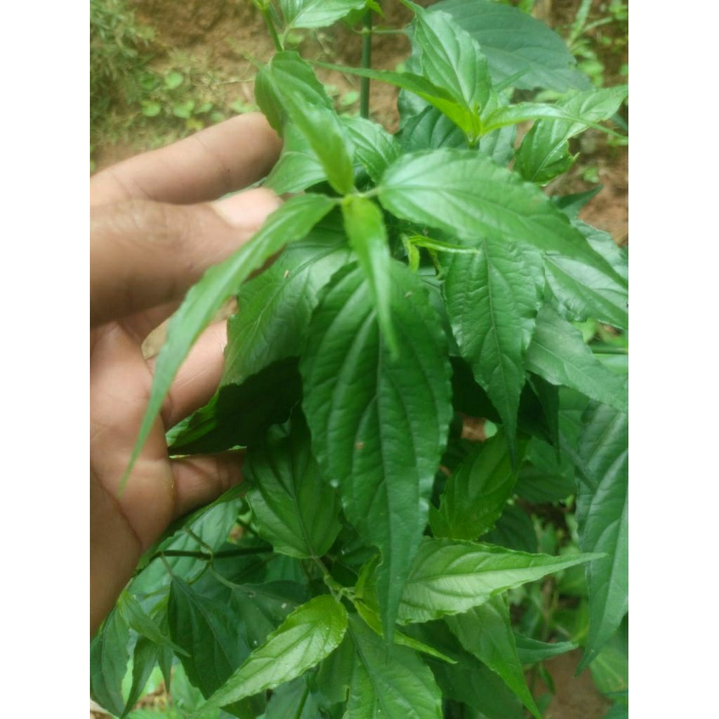 

daun kalingsir/daun belalai gajah segar 500gr
