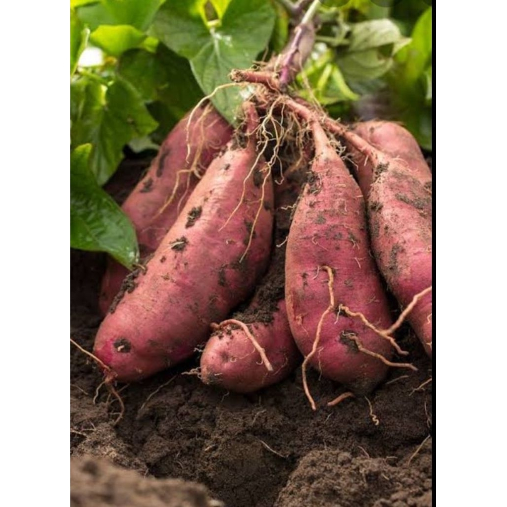 

umbi Jalal pulen Hui per 2 kg