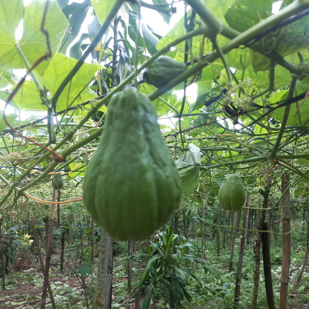 

labu siam baby, cocok untuk lalapan