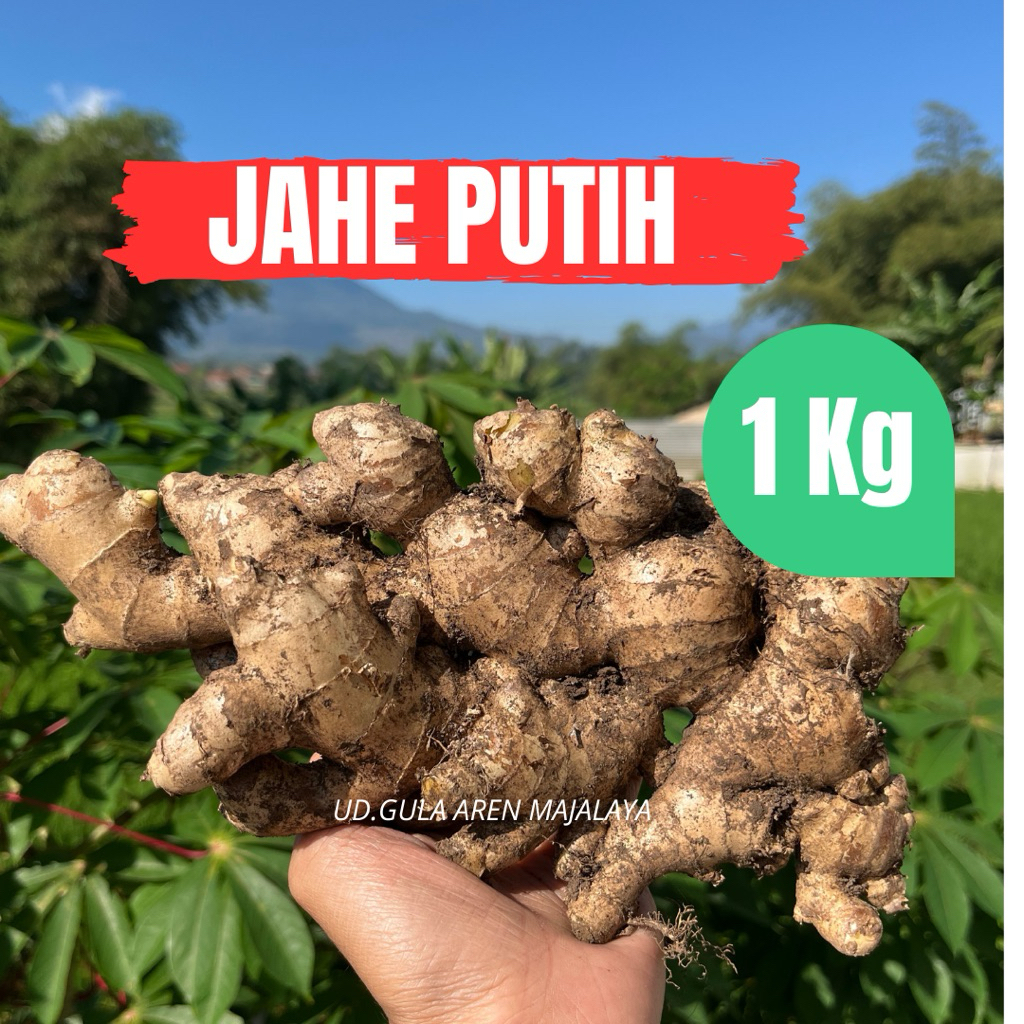 

Jahe Gajah Segar 1kg JAHE PUTIH