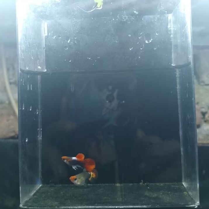 gantungan kunci Paket Sepasang guppy tuxedo koi short body / SB 1 jantan 1 betina