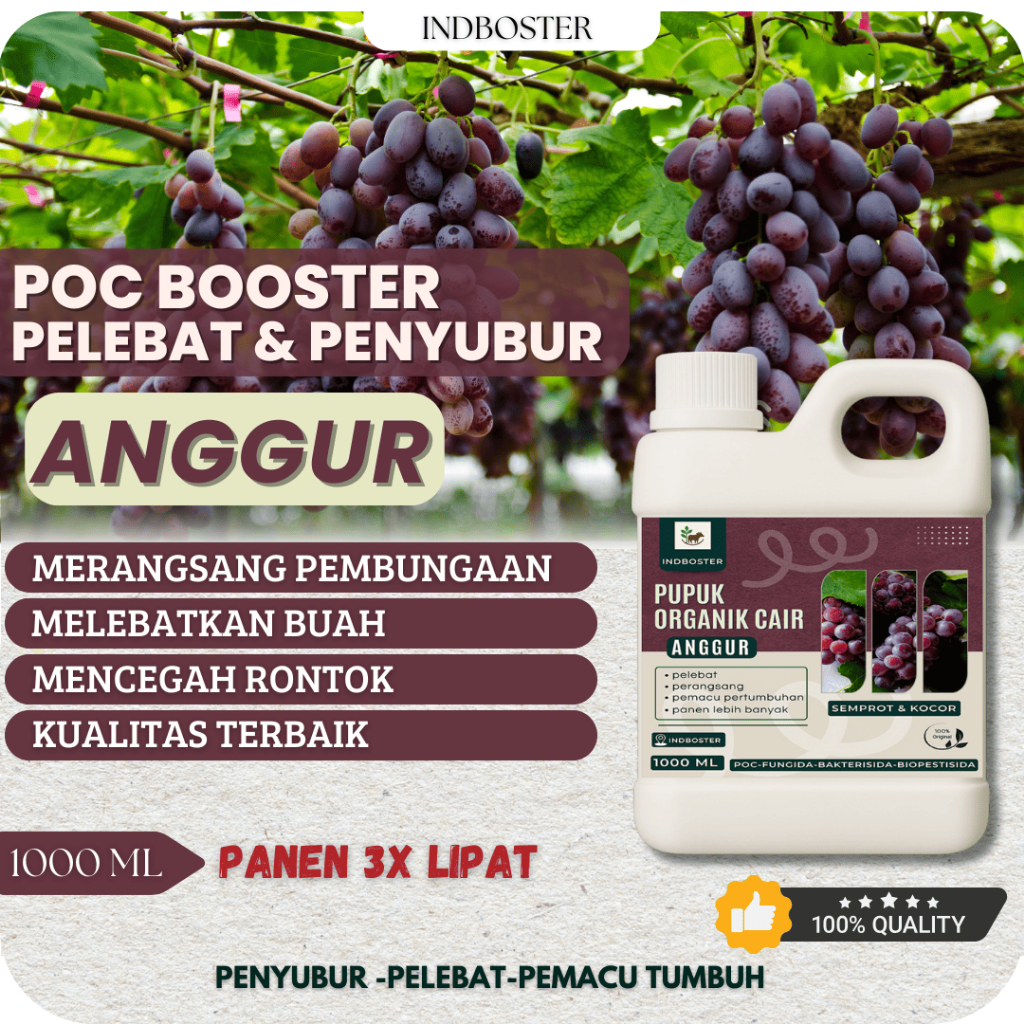 Pupuk Anggur Cepat Berbuah / Pupuk Anggur Masa Pertumbuhan / Pupuk Anggur Berbuah Besar dan Manis / 