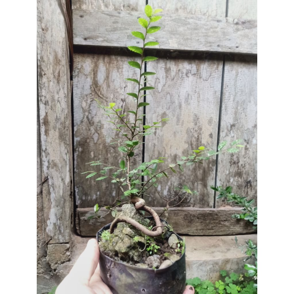 Bonsai Mini ORI Ulmus Parvifolia BLIZZARD Varigata/ Chainese Elm.