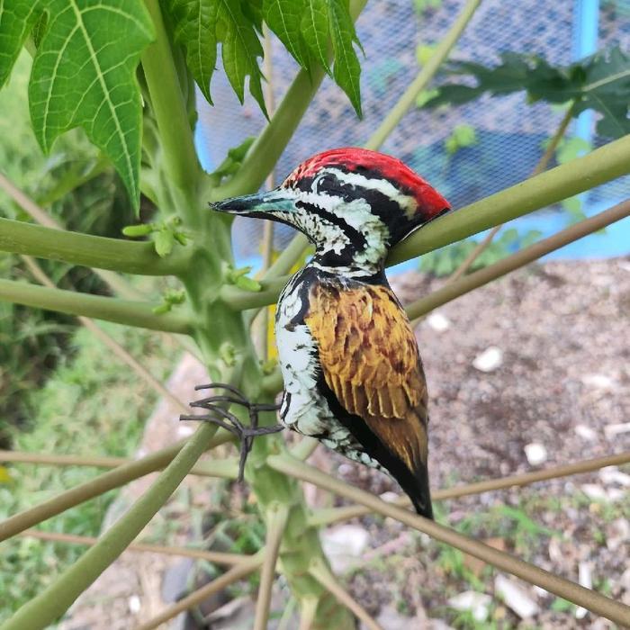 boneka jontrot burung paruh bawang / dekoy patung manuk pelatuk bawang / alat pikat caladi kundang/ 