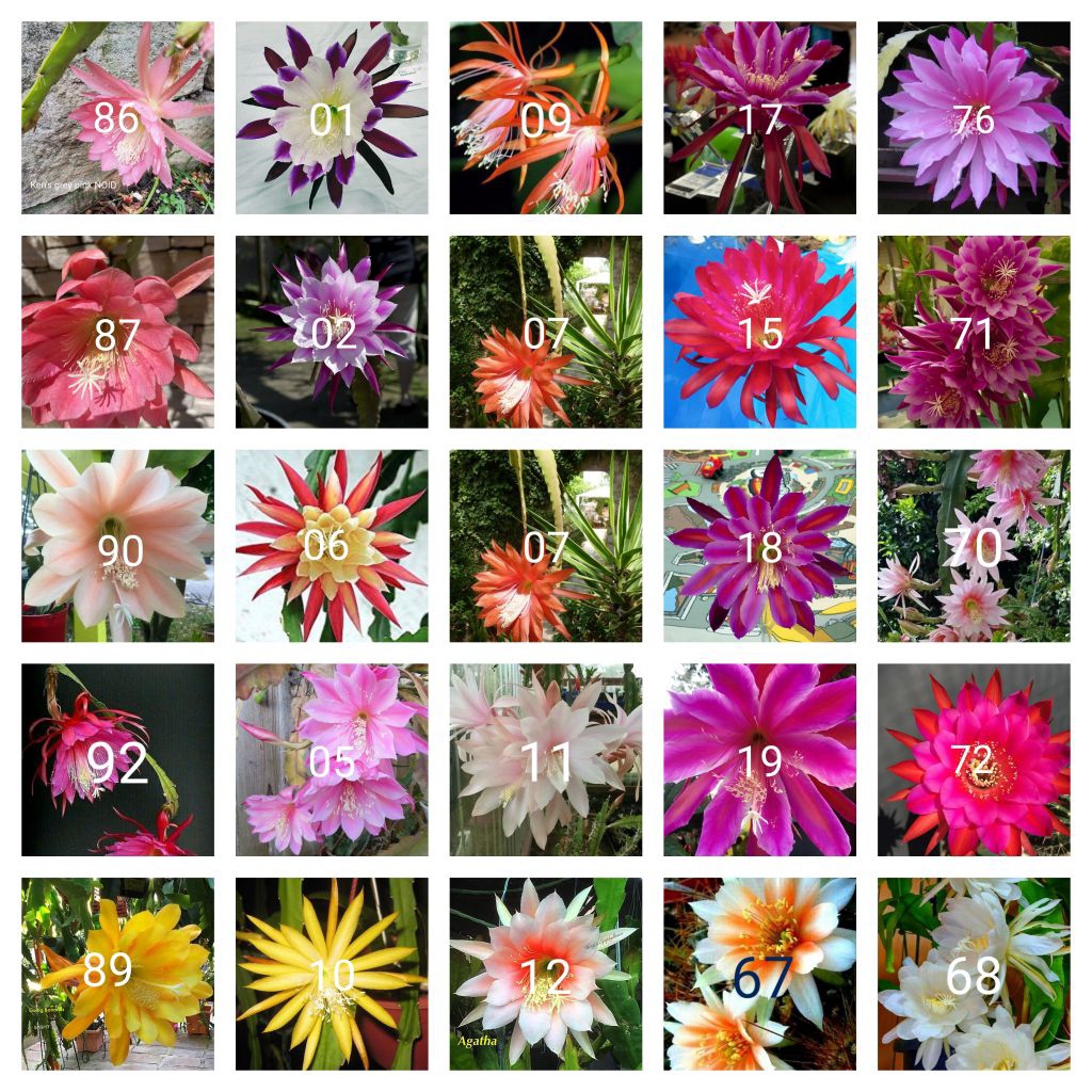 Tanaman hias gantung Wijaya Kusuma paket 25 macam jenis bunga