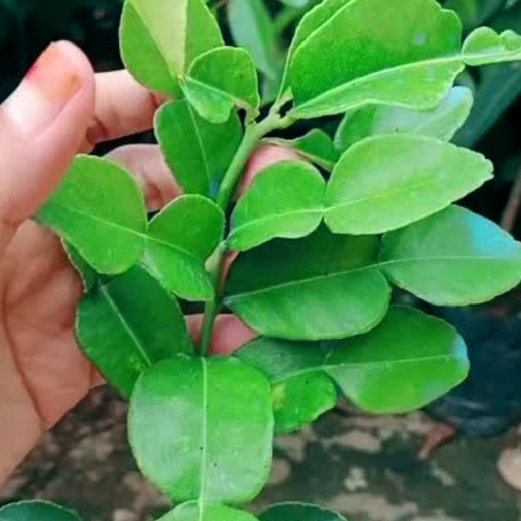 

Daun jeruk purut segar rempah bumbu dapur bumbu masak bumbu sambal pecel petik kebun pasti segar 50g