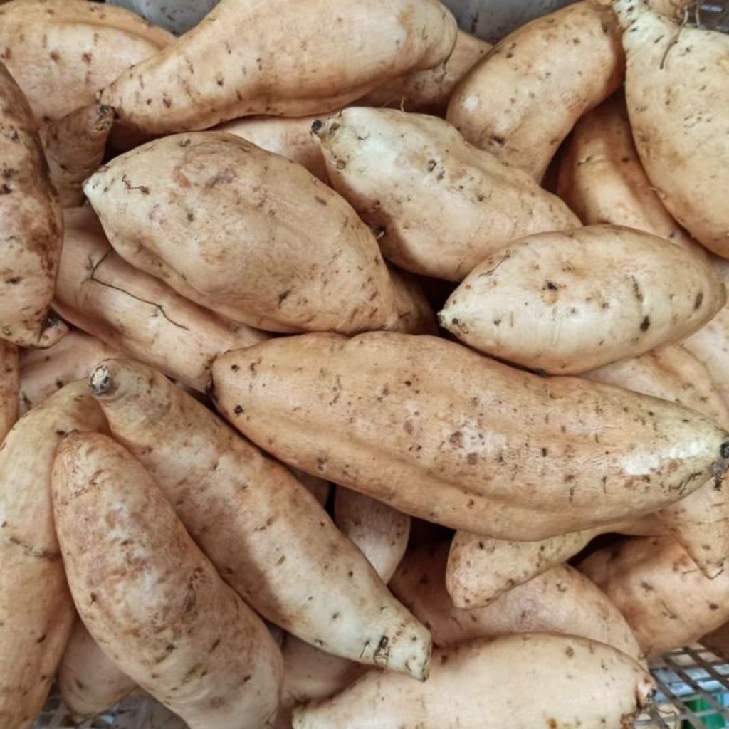 

Ubi Madu Cilembu 1kg isi 12-20 lezat manis madu alami (Dikirim Mentah) Co lebih dari 1 akan di jadikan 1 kemasan