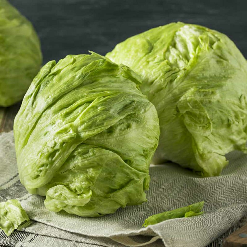 

Head Lettuce (Selada Bokor)