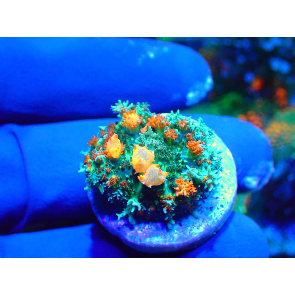 Mushroom Rodactis Bounce Reeftank Aquarium Laut
