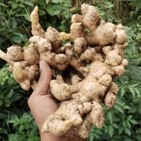 

JAHE EMPRIT SUPER FRESH FULL TUA 1000 GRAM (1kG)