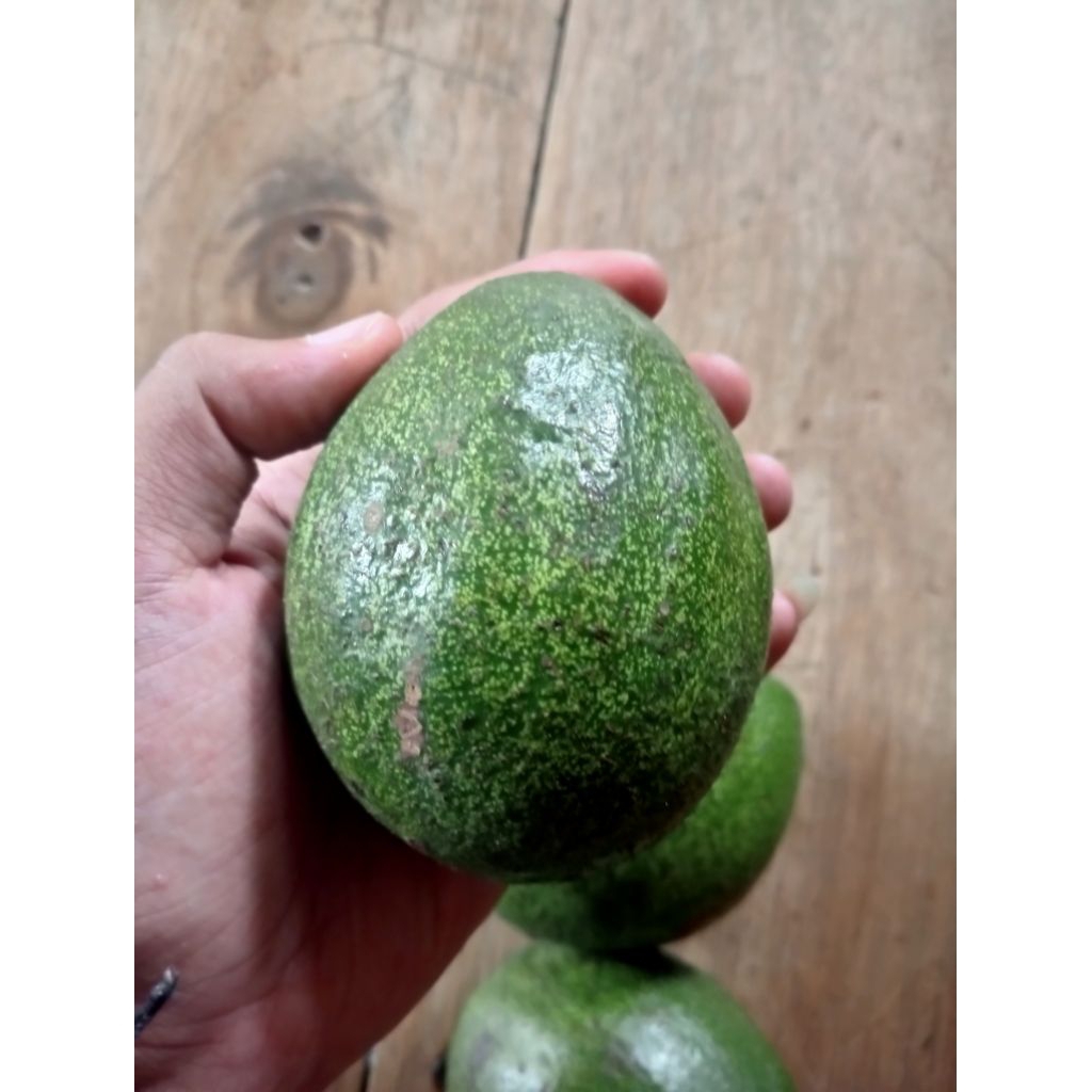 

Alpukat mentega lokal (alpukat bulat) size 1kg di kirim mentah