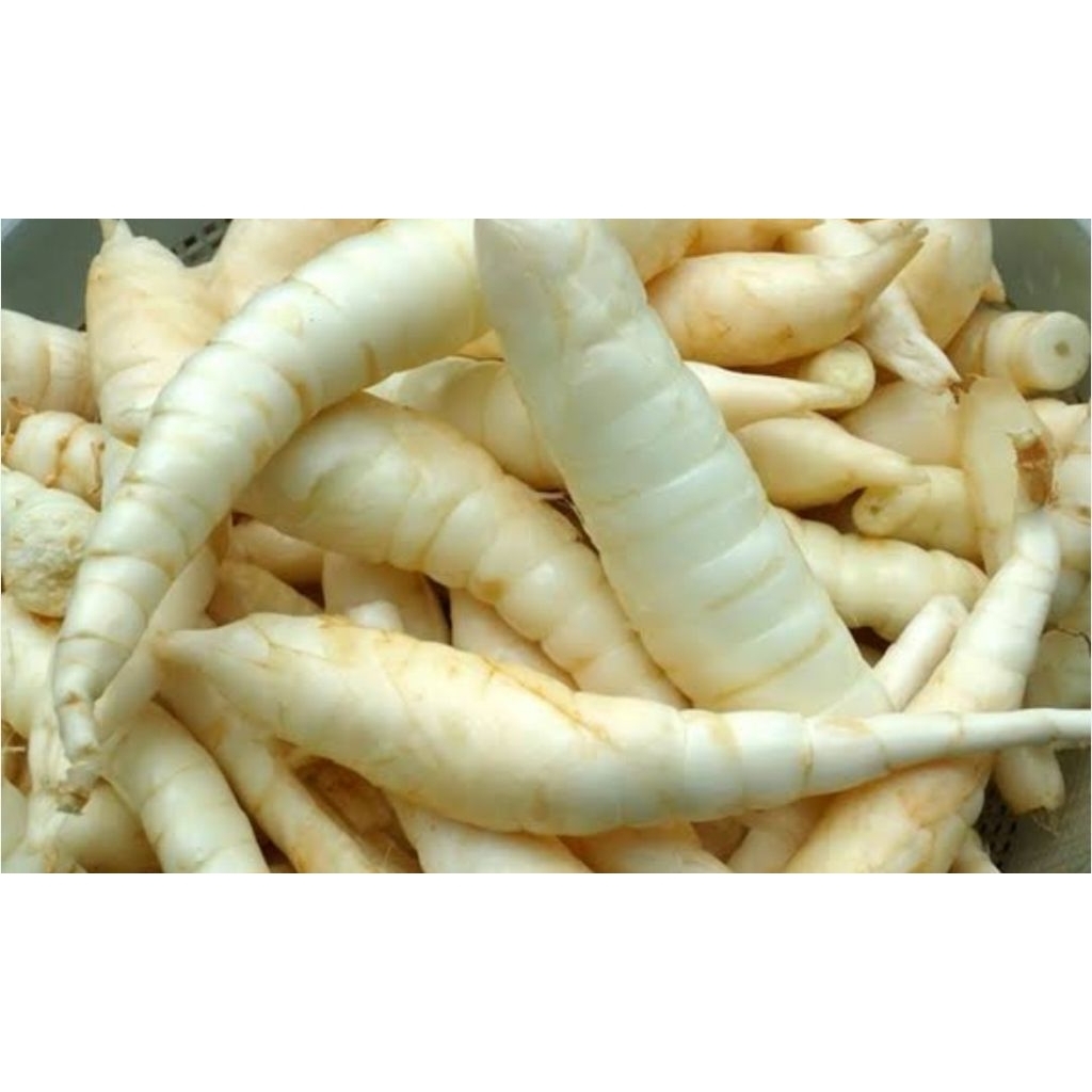 

Umbi garut/1kg10.000