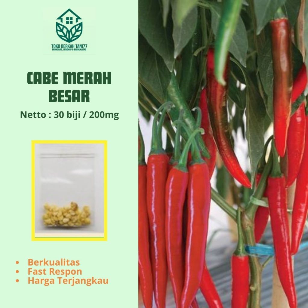 Benih Cabe Merah Besar Bibit Cabe Merah Besar Sayuran Tahan Virus Cabe Unggul Berkualitas - Bibit Ta