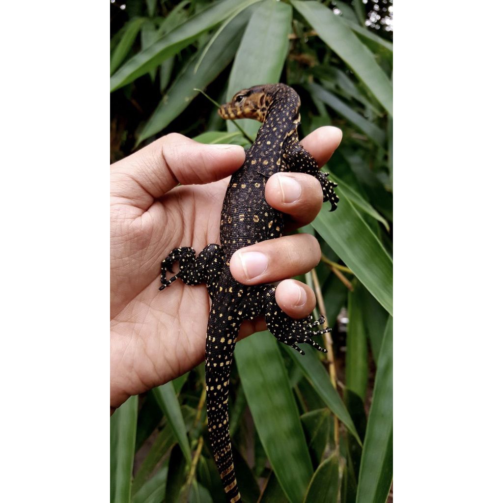 Varanus Salvator ,AMAN BAGI PEMULA