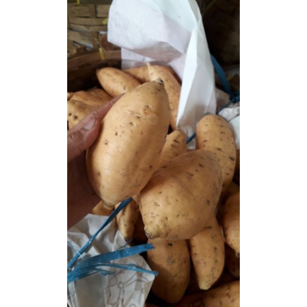 

UBI CILEMBU SI MADU 1KG