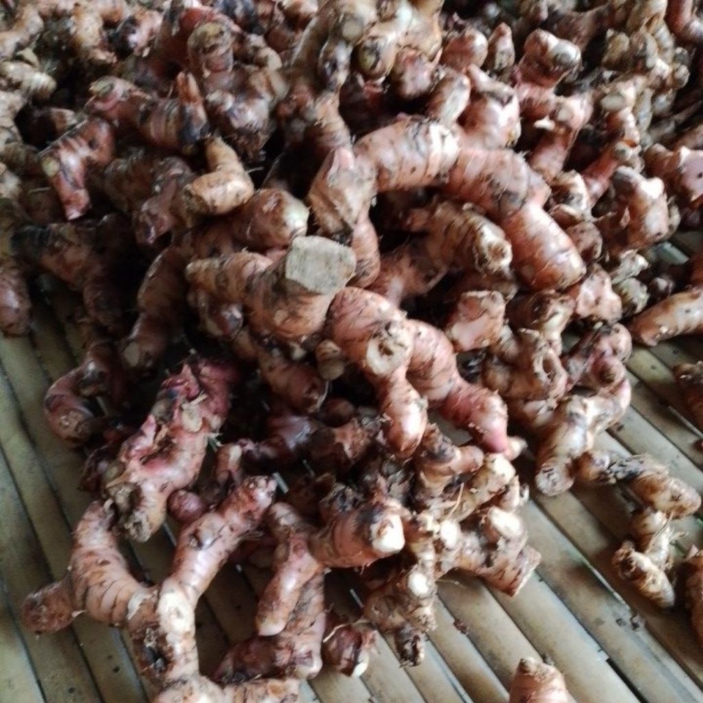 

Lengkoas Merah Pilihan Fresh 1KG