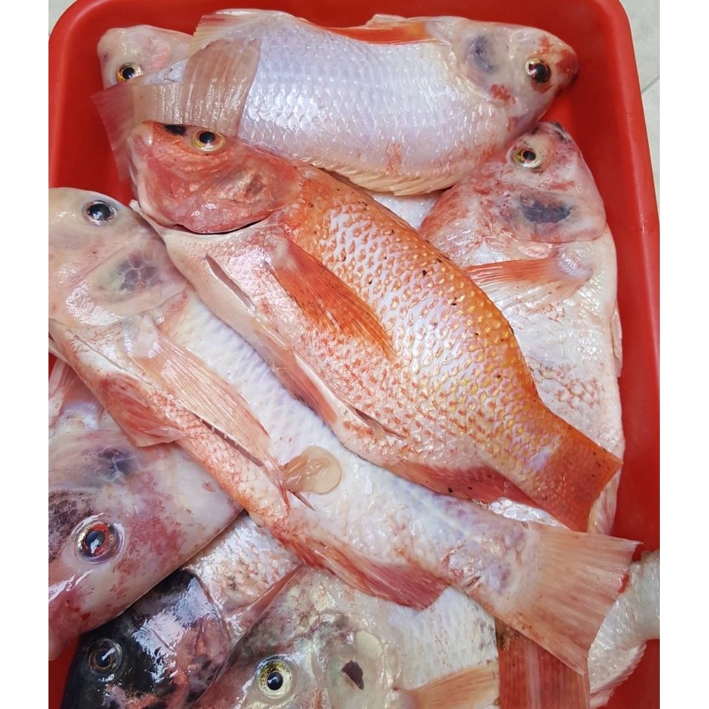

IKAN NILA SEGAR FRESH | HIGH QUALITY | BERSIH