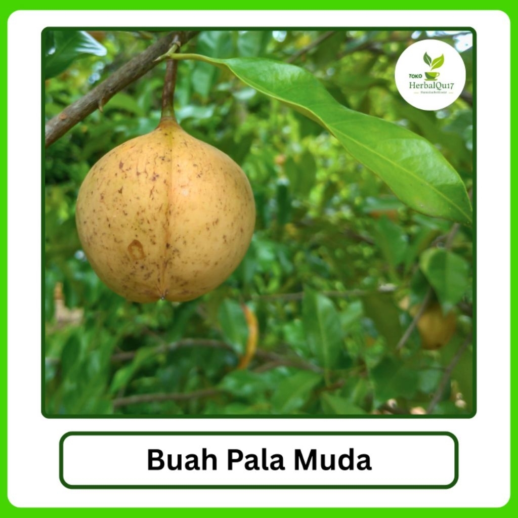 

Buah pala gelondongan bahan manisan 1 kg utuh