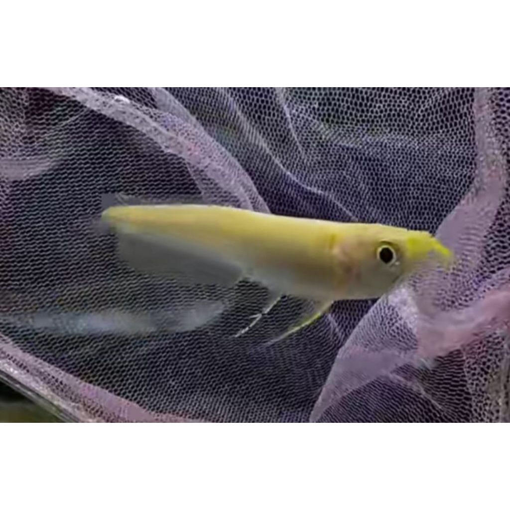 

sticker albino 6-8 cm