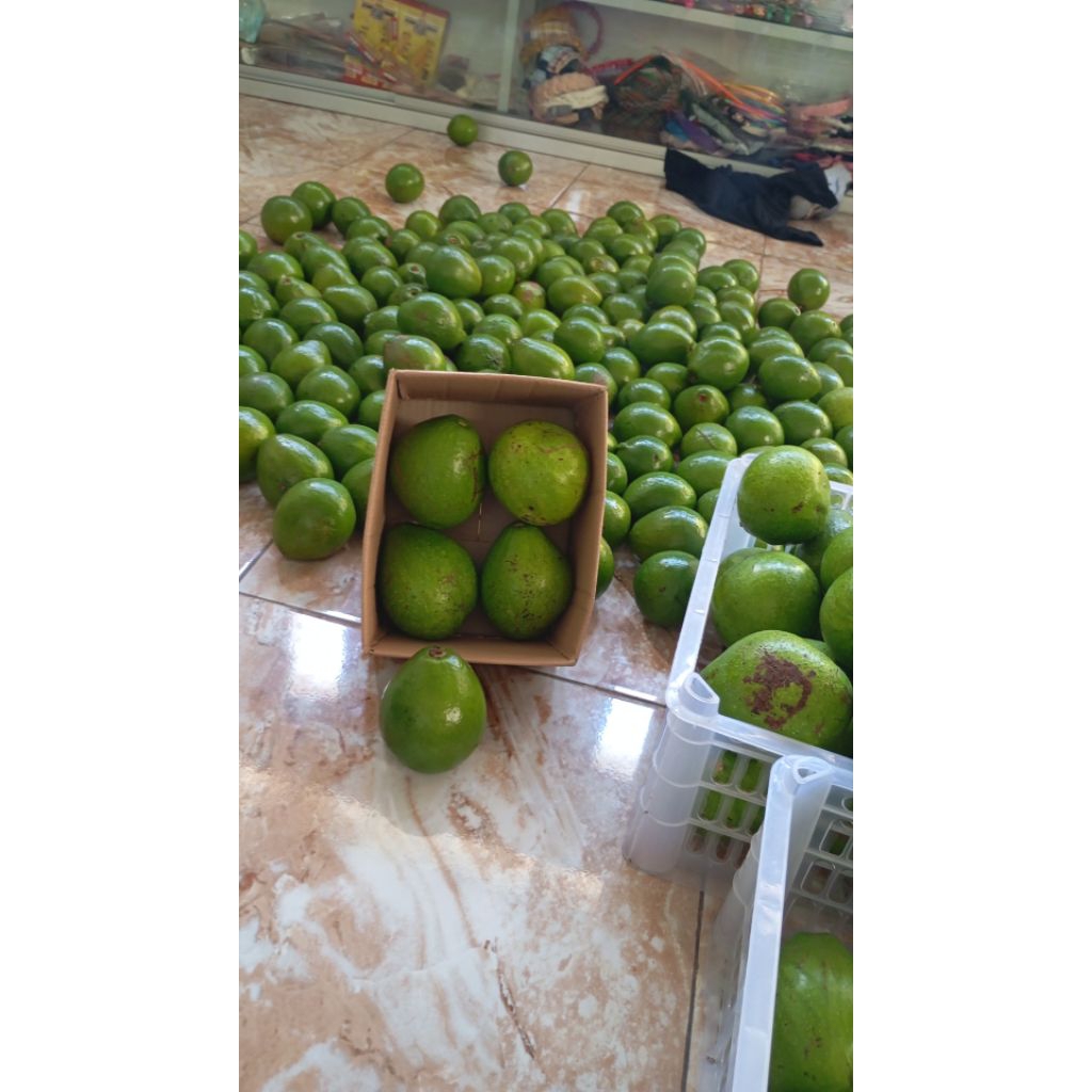 

Alpukat Siger 900-950 gram isi 3