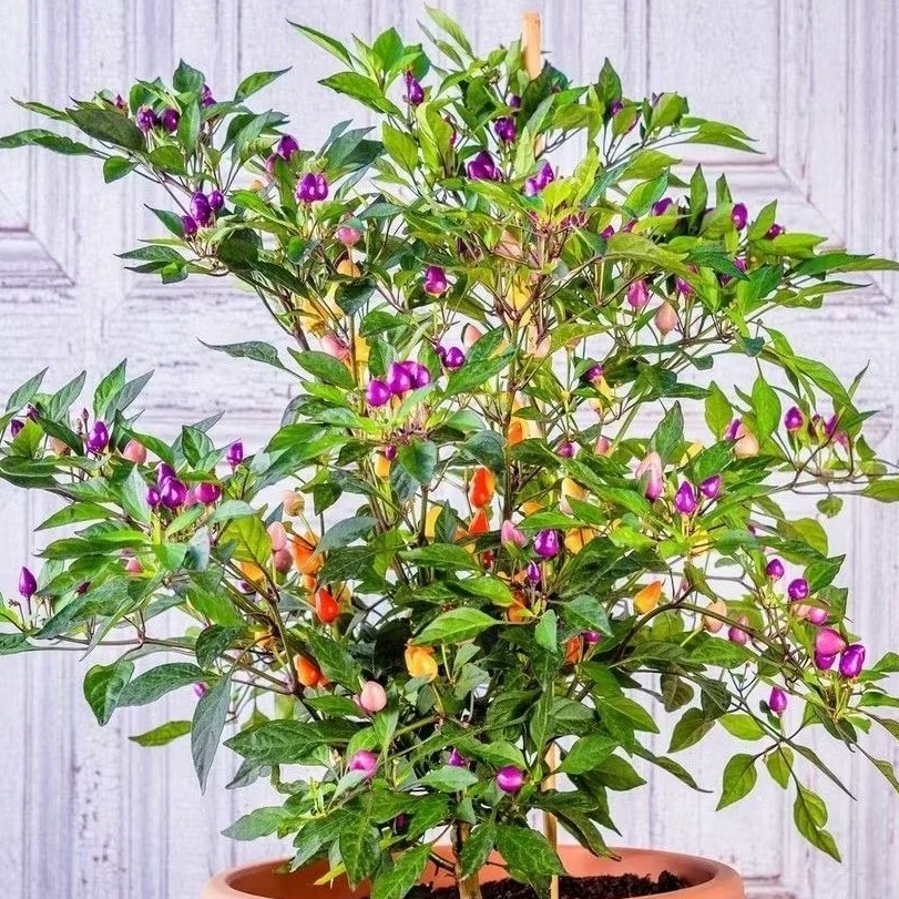 Tanaman Cabai Anggur / Round Chili Plant / Cabe Anggur / Cabai Cherry / Cabe Ceri / Cabe Bulat / Cap
