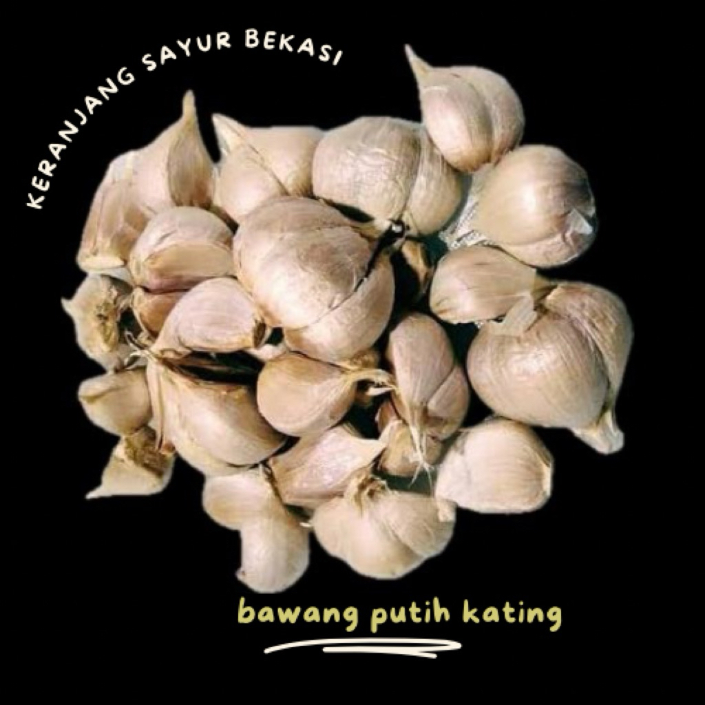 

bawang putih kating