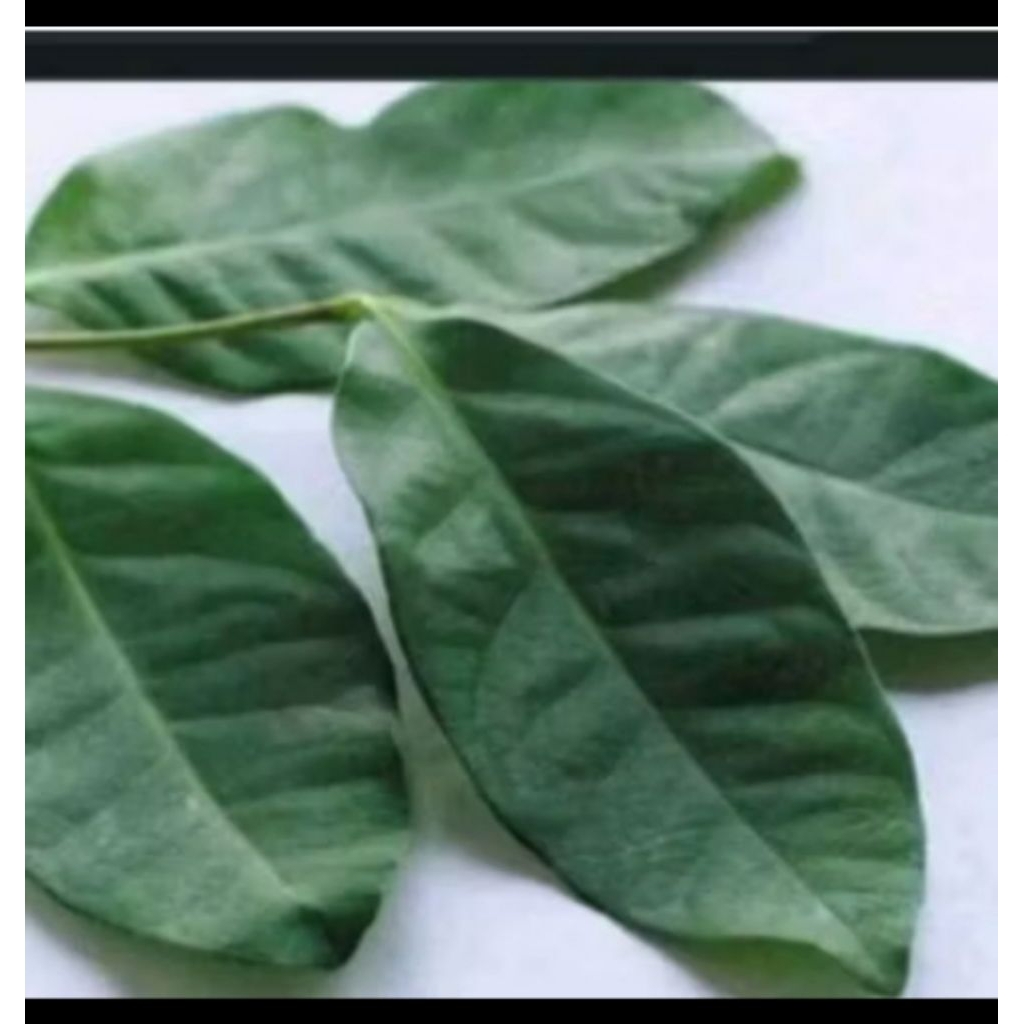 

Daun Salam segar 100 lembar obat herbal