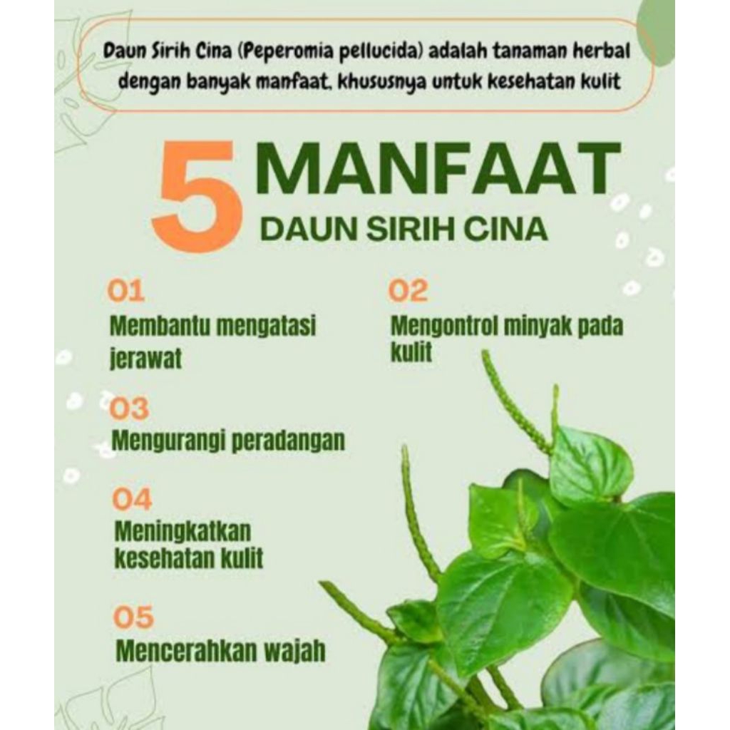 

daun sirih china kering